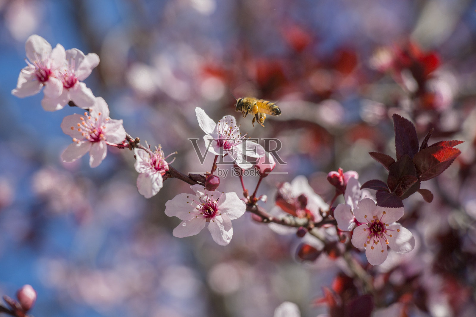 蜜蜂在花照片摄影图片