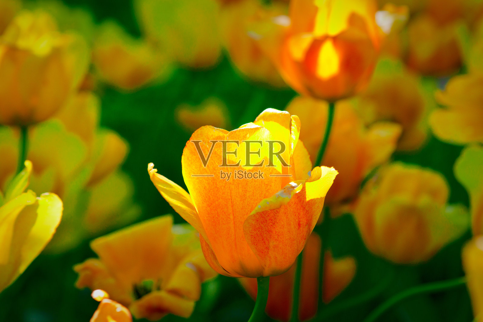 阳光照耀的黄色装饰郁金香花在一个阳光明媚的春天的花坛上。光影的游戏。照片摄影图片