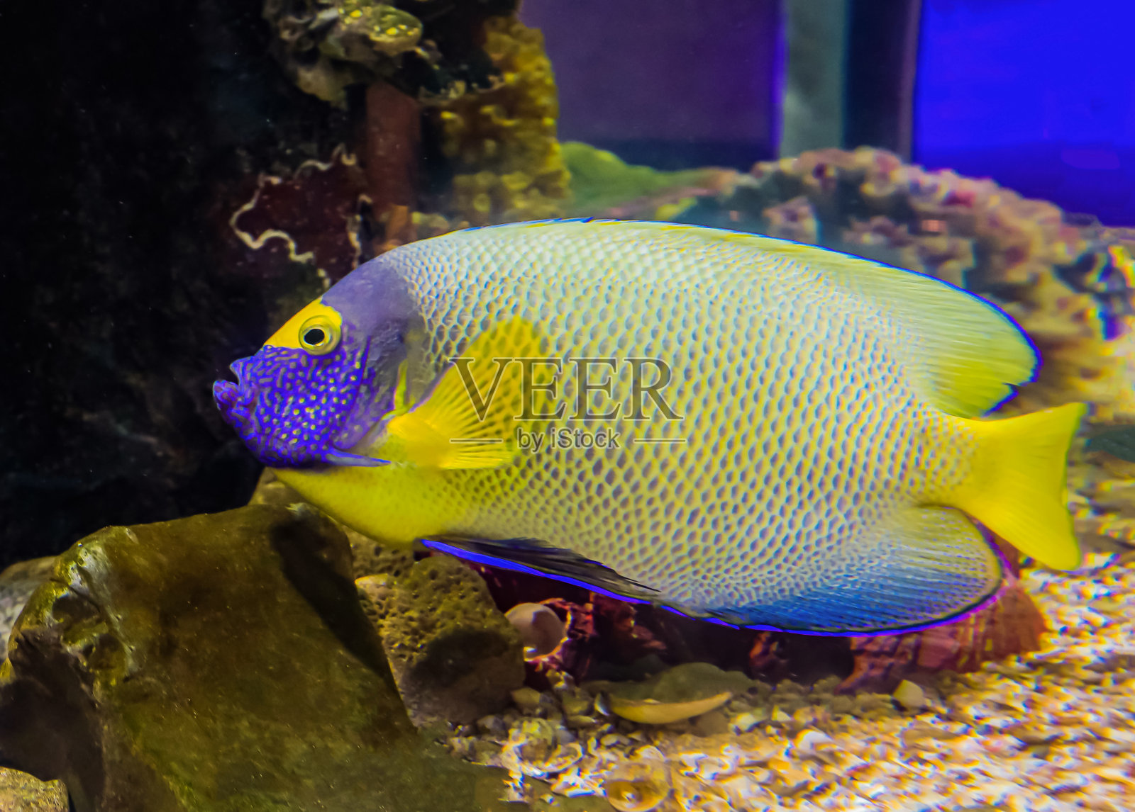 五颜六色的海鱼和朋友们照片摄影图片