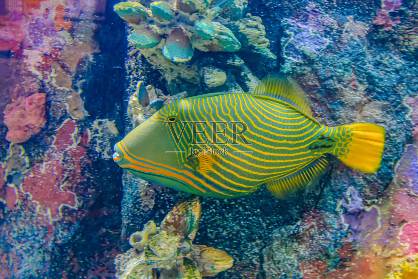 五颜六色的海鱼和朋友们照片摄影图片