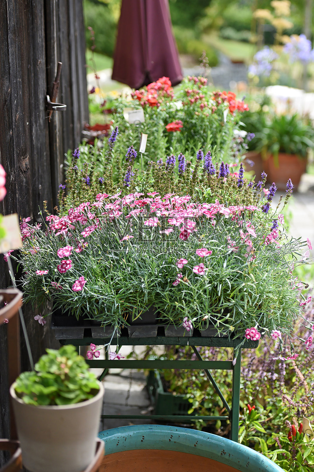 上奥地利(奥地利)的一个美丽的花园，里面有各种各样的花。照片摄影图片