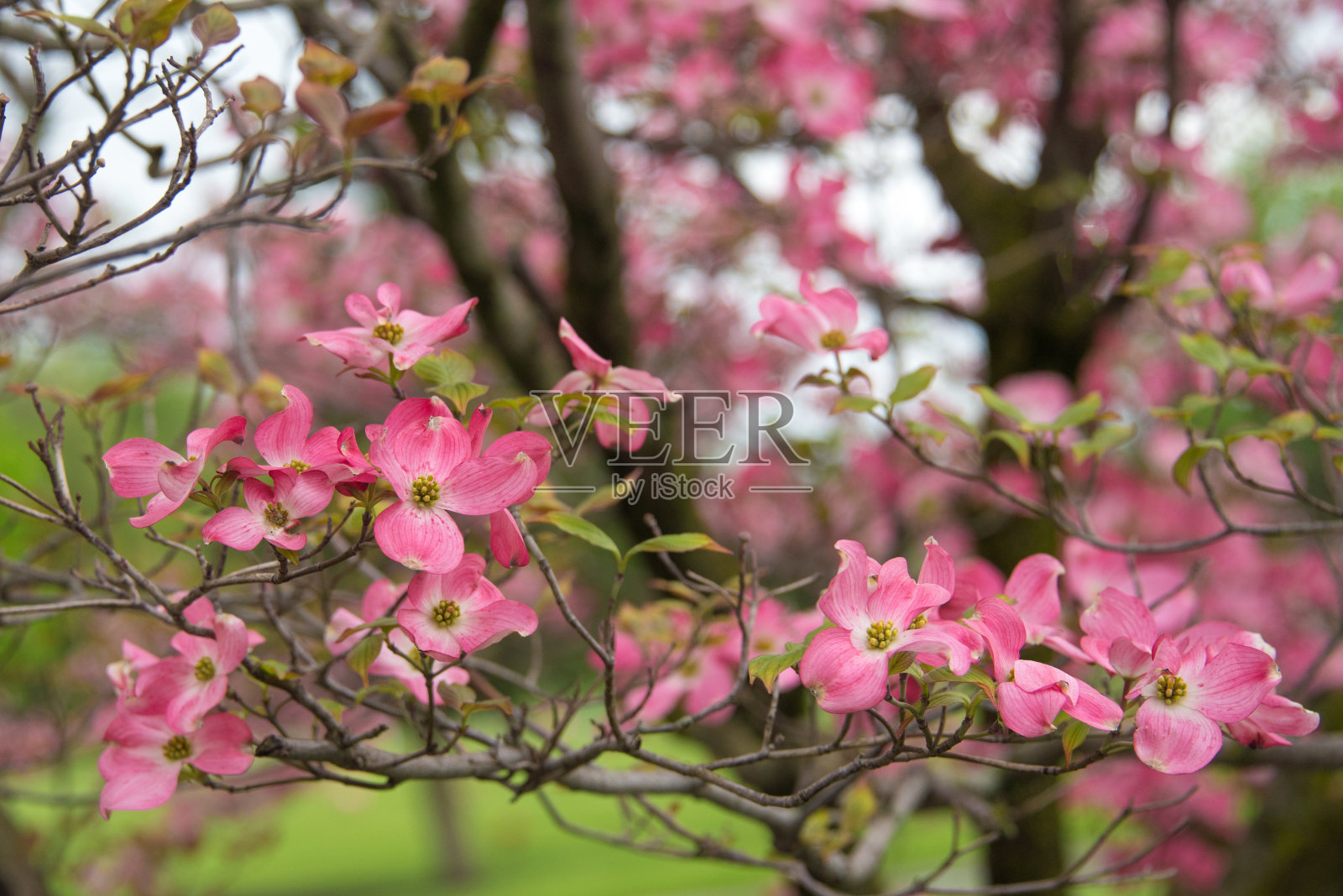 印第安纳州霍华德县的春天花照片摄影图片