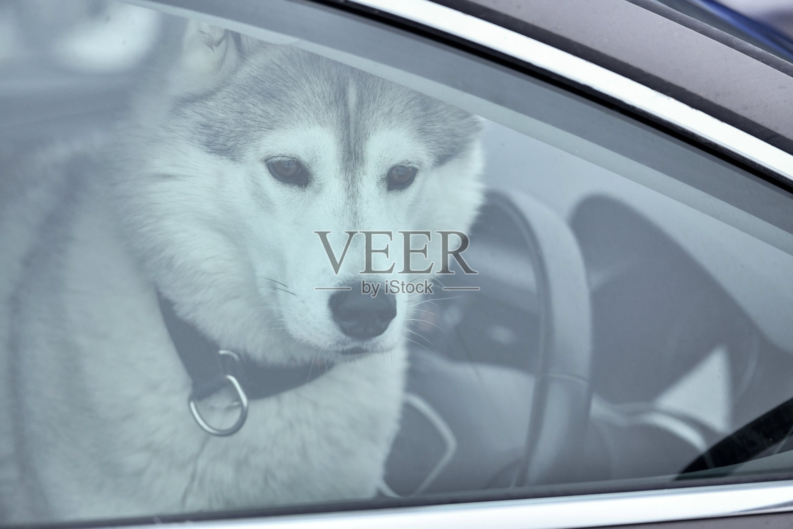 在车里的哈士奇狗照片摄影图片