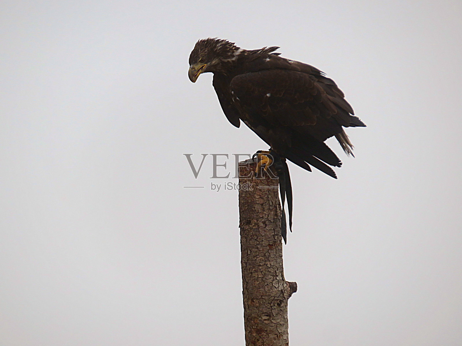 小鹰坐在柱子上照片摄影图片