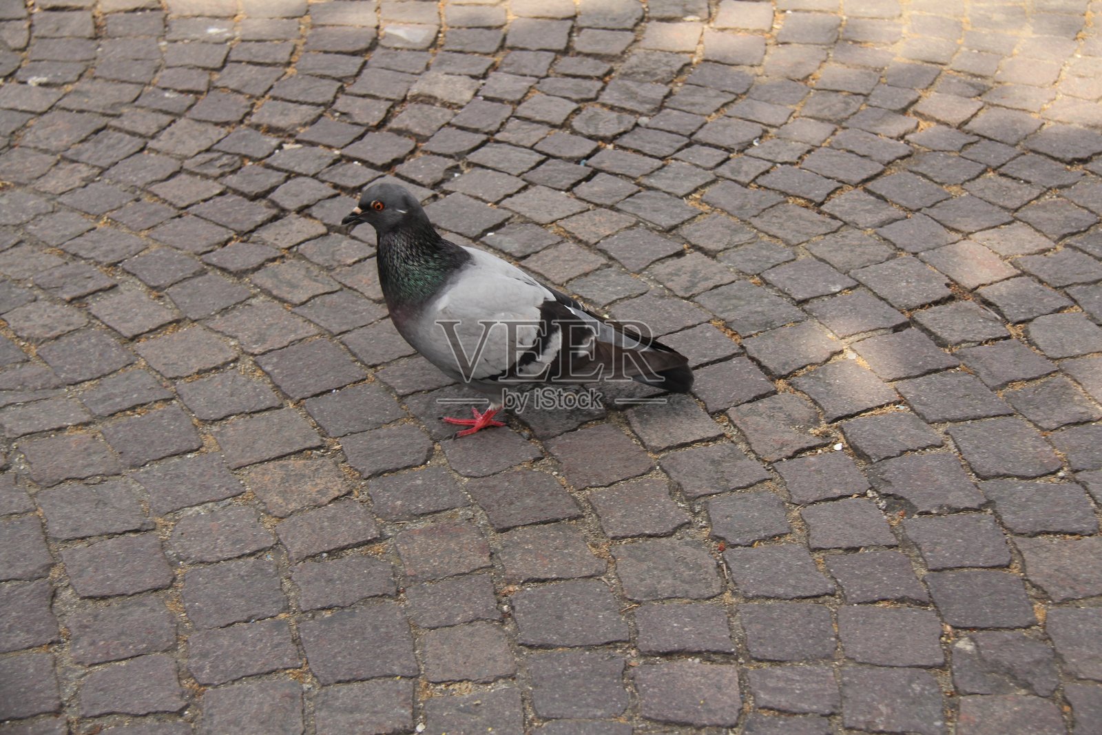 阳光明媚的日子里的一只鸽子照片摄影图片
