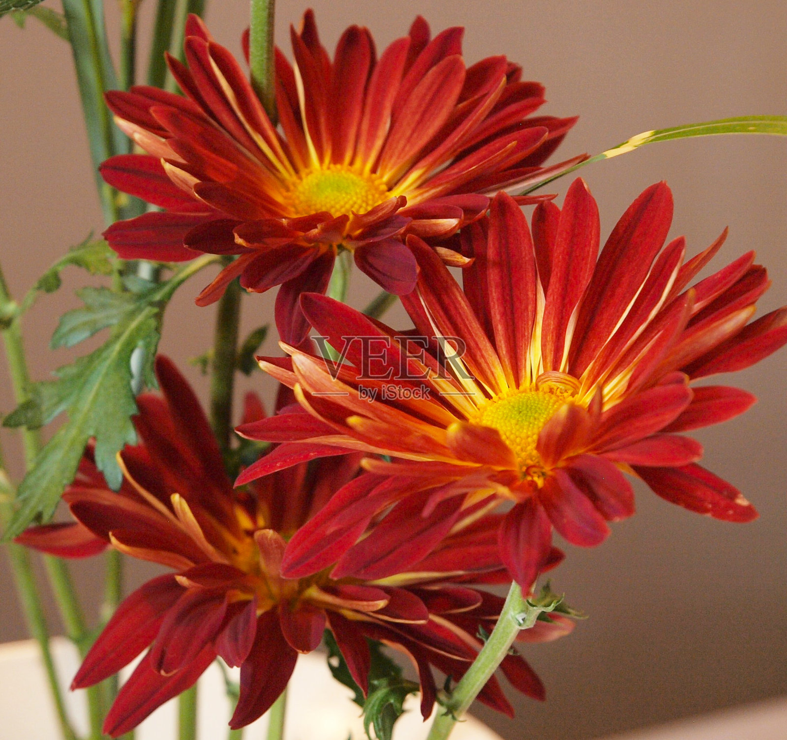 橙色大丽照片摄影图片