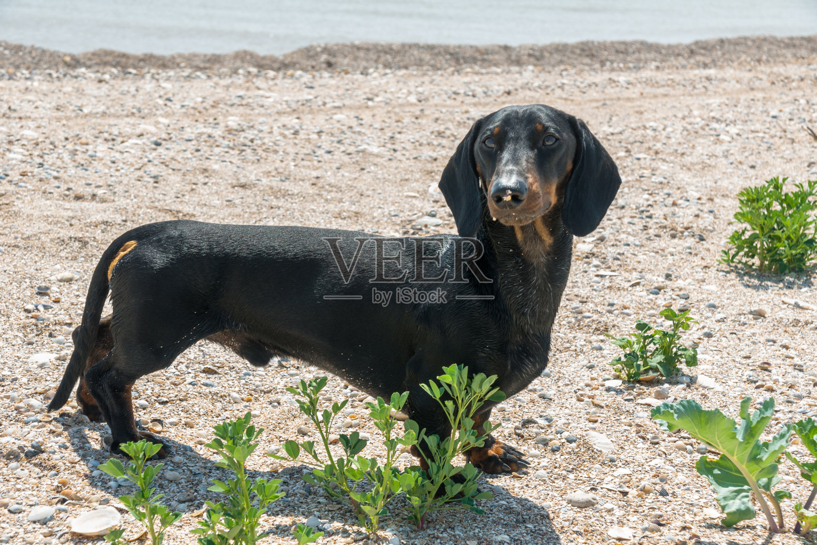 阳光明媚的日子里，在贝壳海滩上的黑色和棕色腊肠犬照片摄影图片