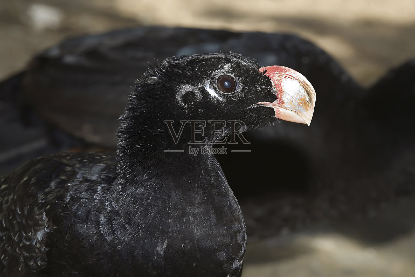 阿拉戈斯的穆图姆照片摄影图片