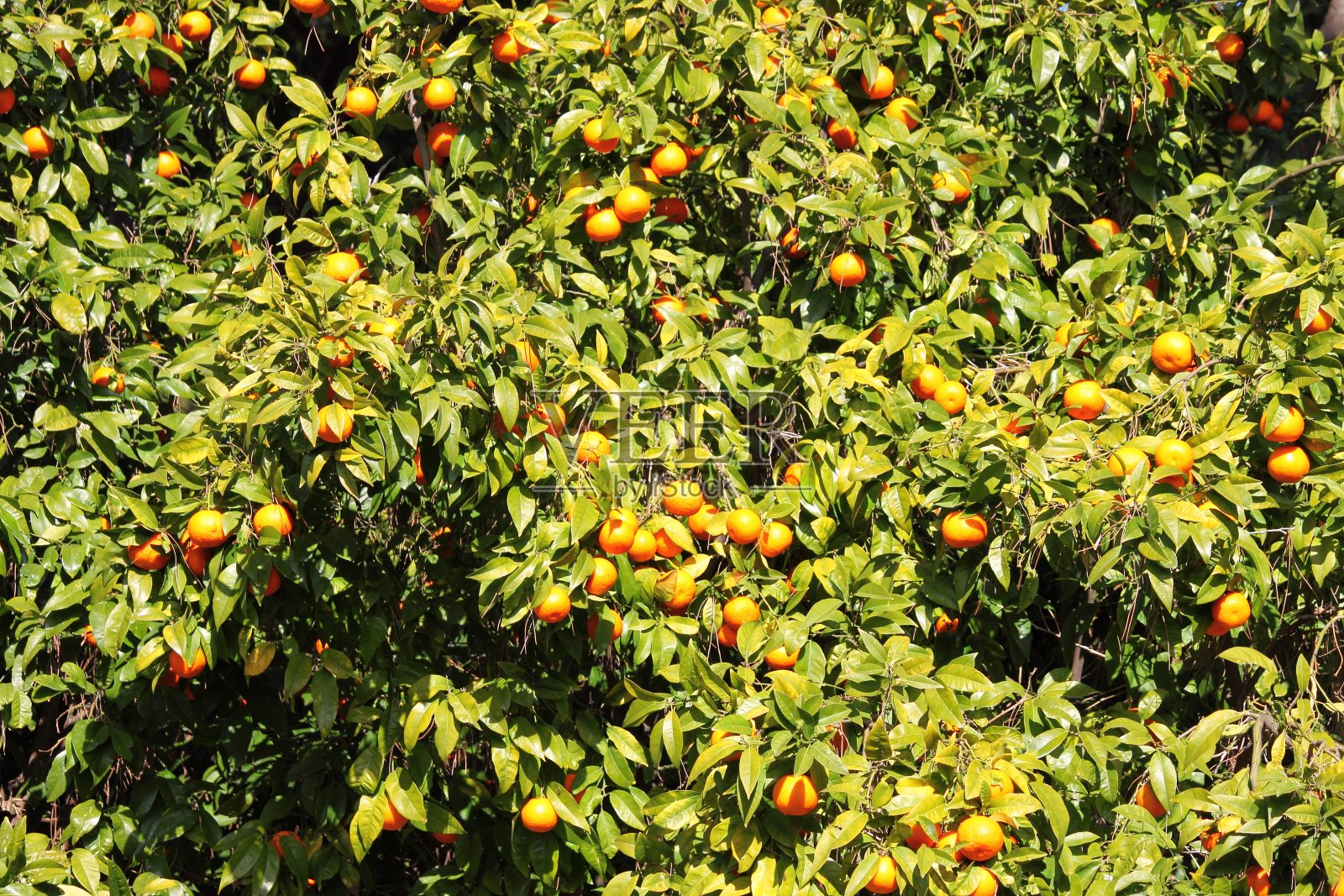新鲜，成熟的有机橙子挂在橘子树上照片摄影图片