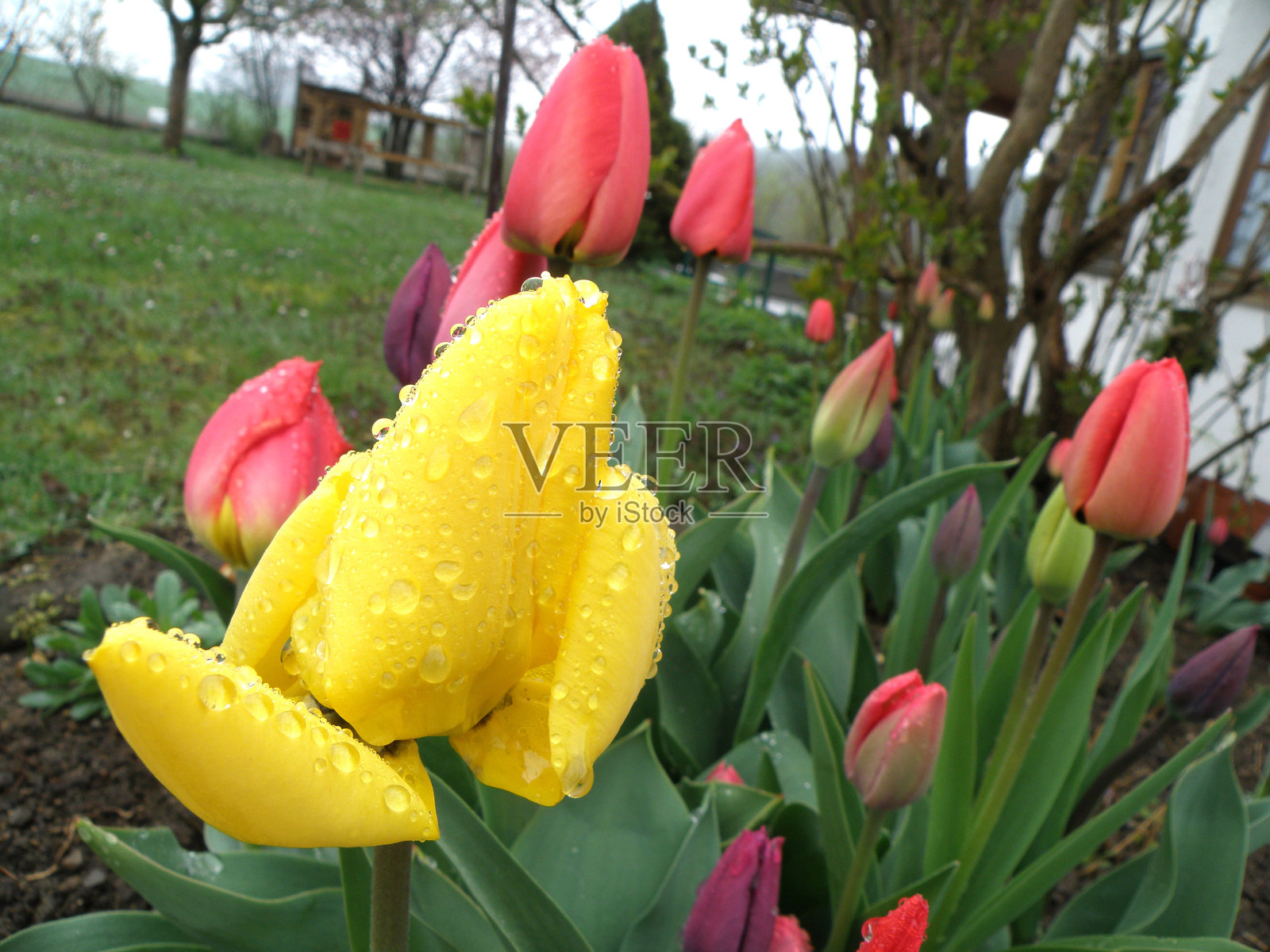 春天的郁金香和雨点照片摄影图片