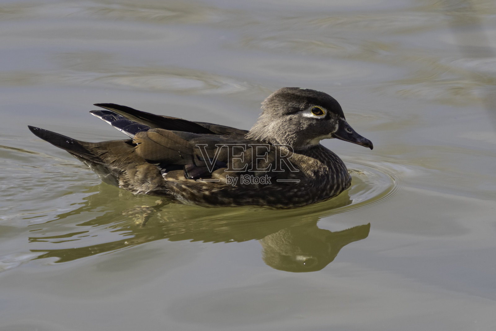 木鸭女照片摄影图片