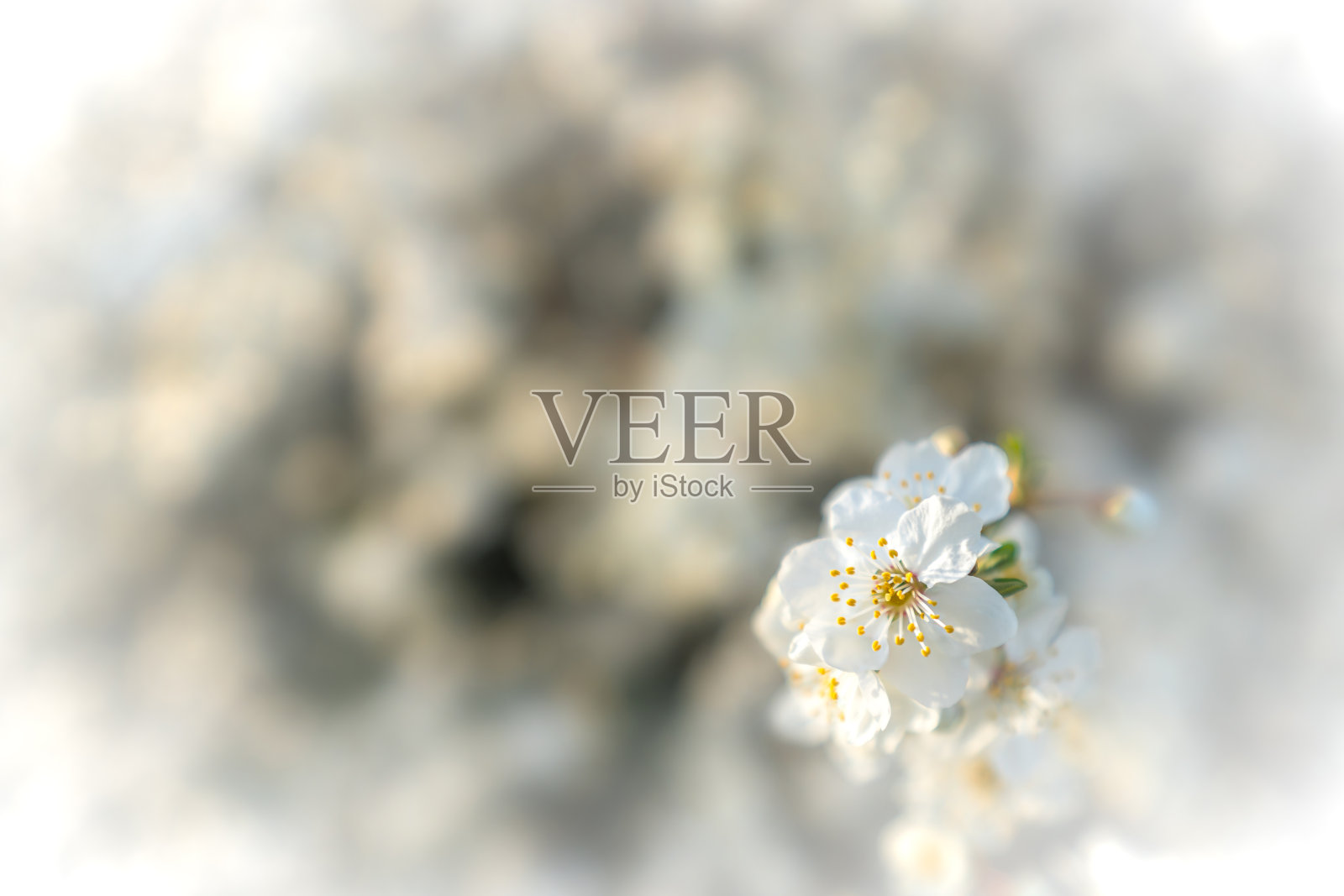 春天的樱花照片摄影图片