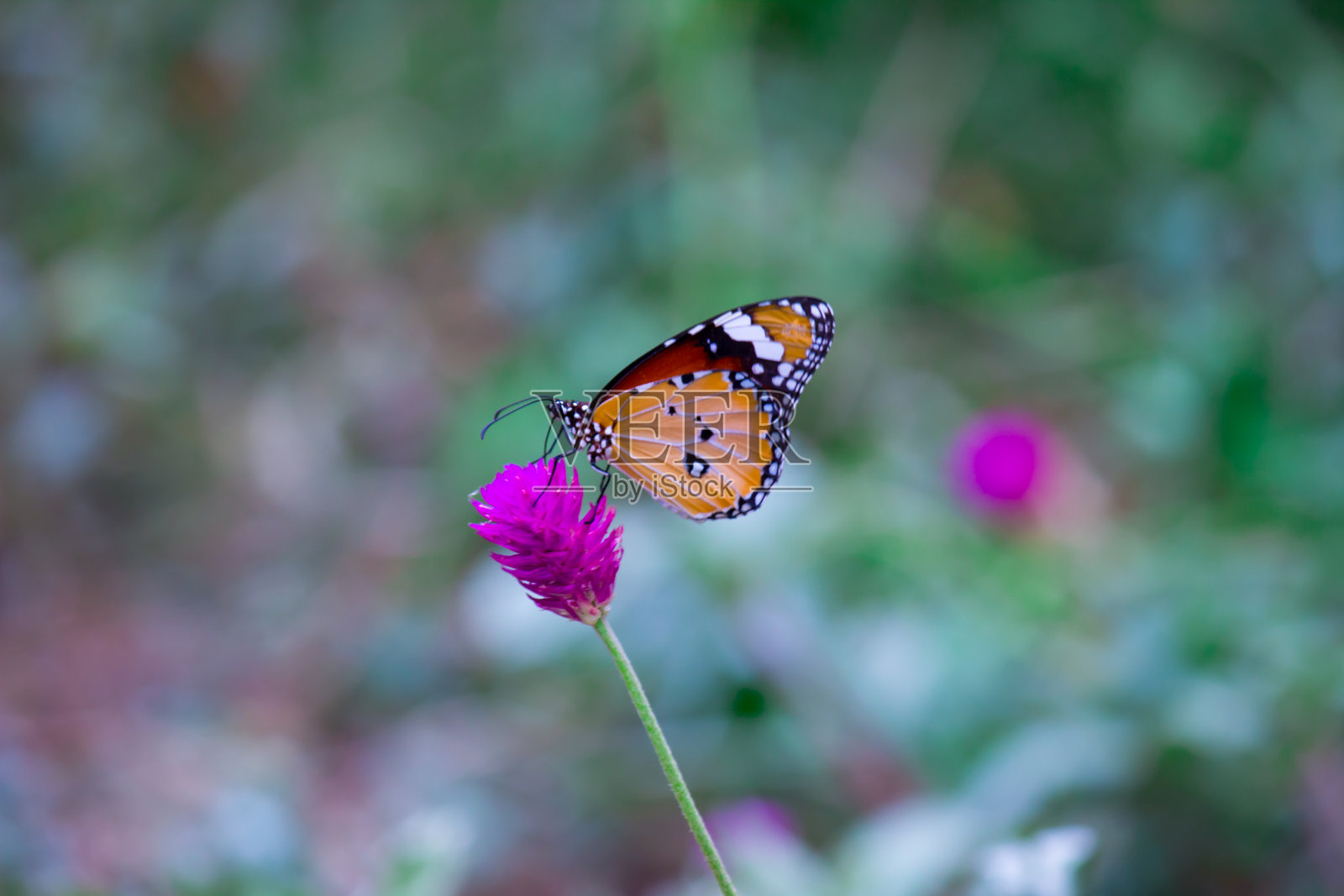 虎斑蝶照片摄影图片