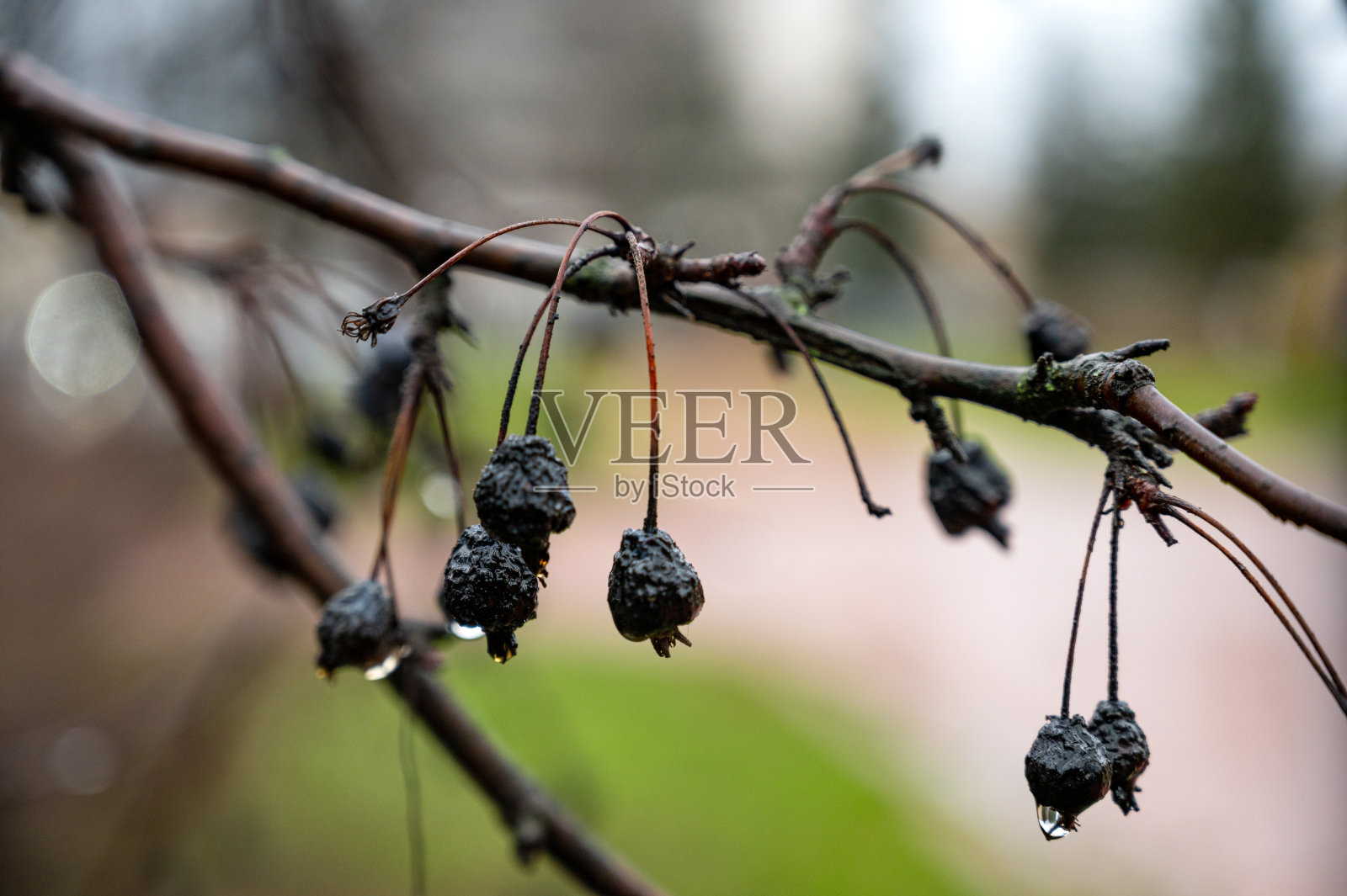雨在雨天落在树枝上照片摄影图片