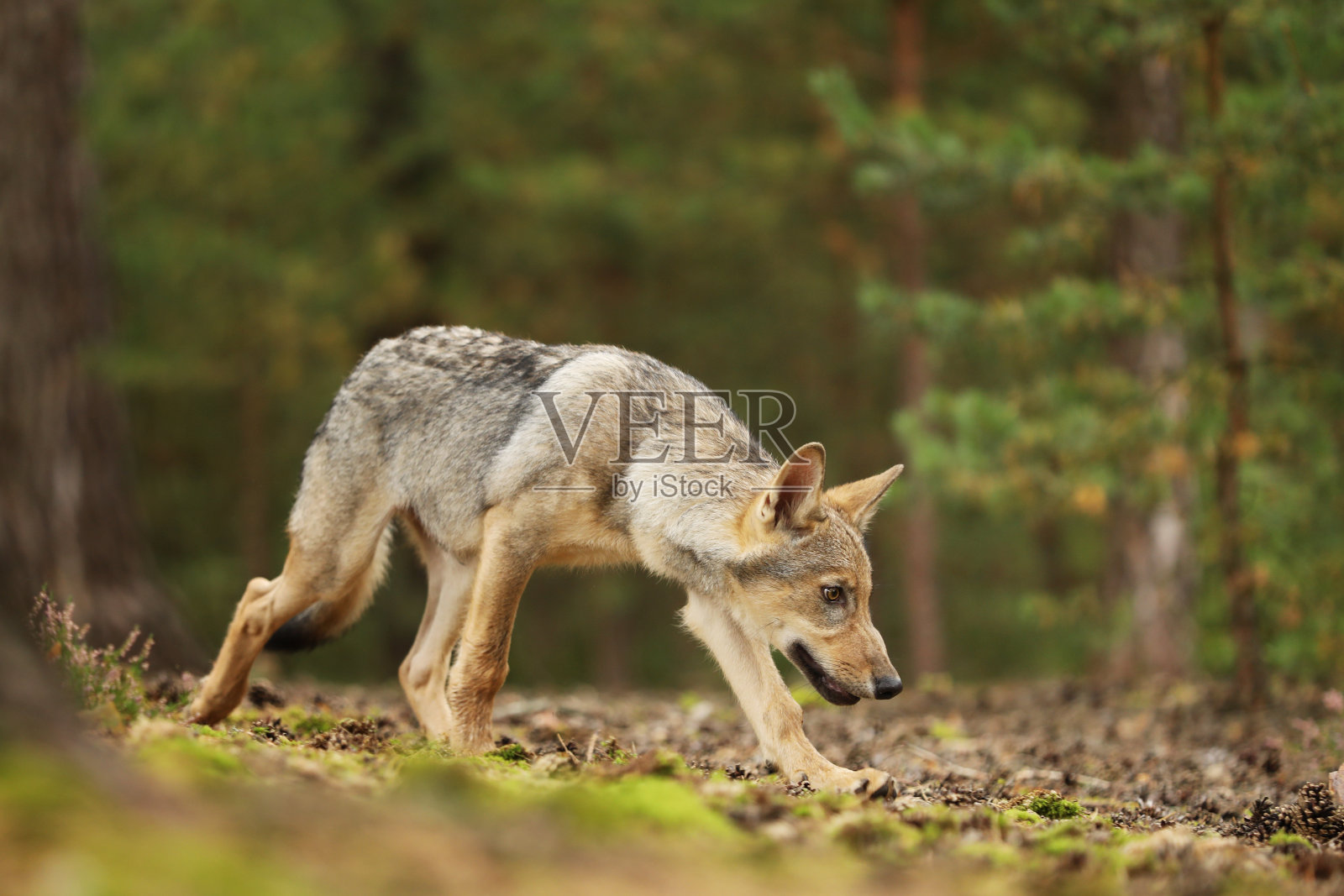 狼从芬兰。灰狼，狼疮，在春光里，在树林里，狼疮照片摄影图片