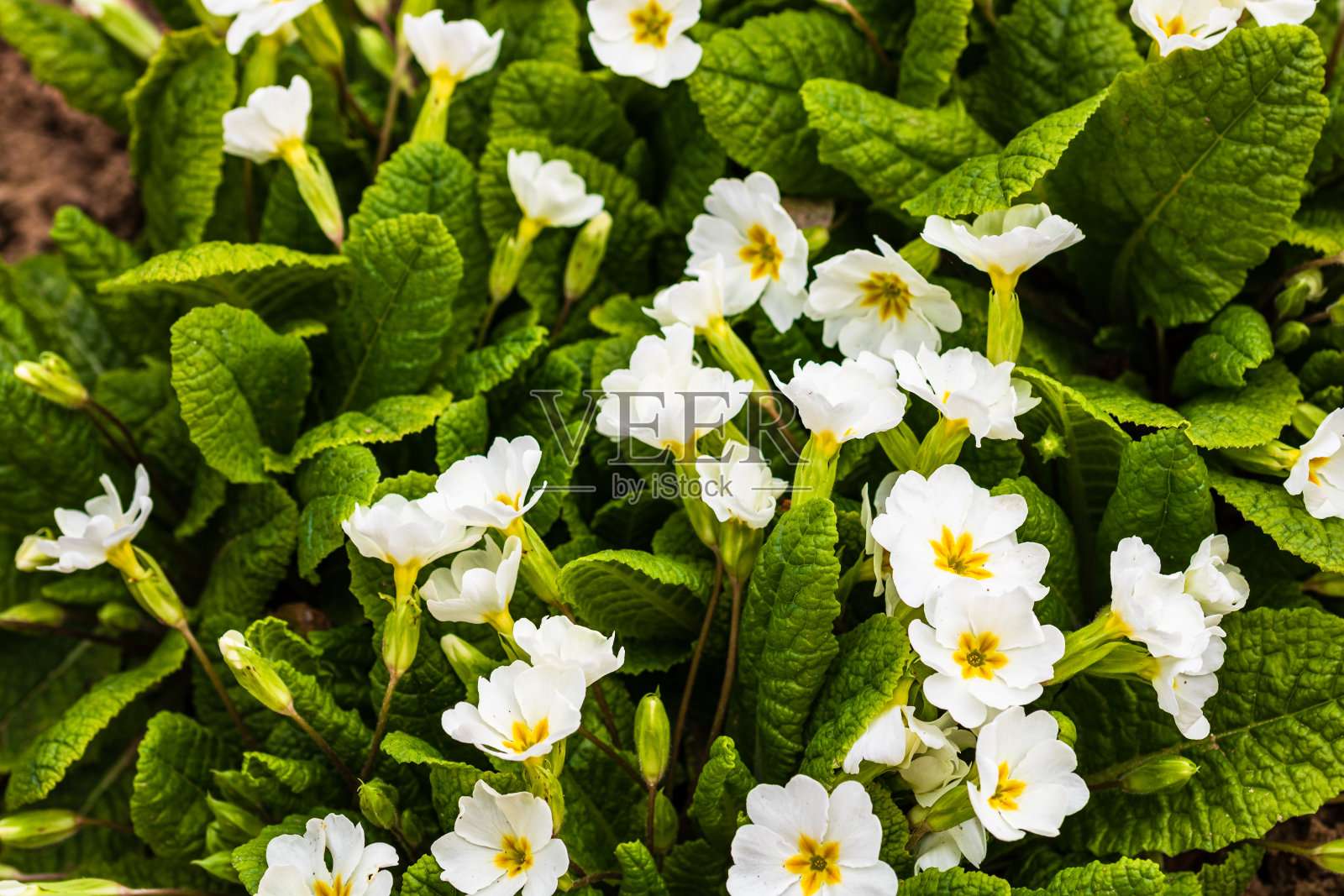 报春花特写照片，花栽培在花园里。照片摄影图片