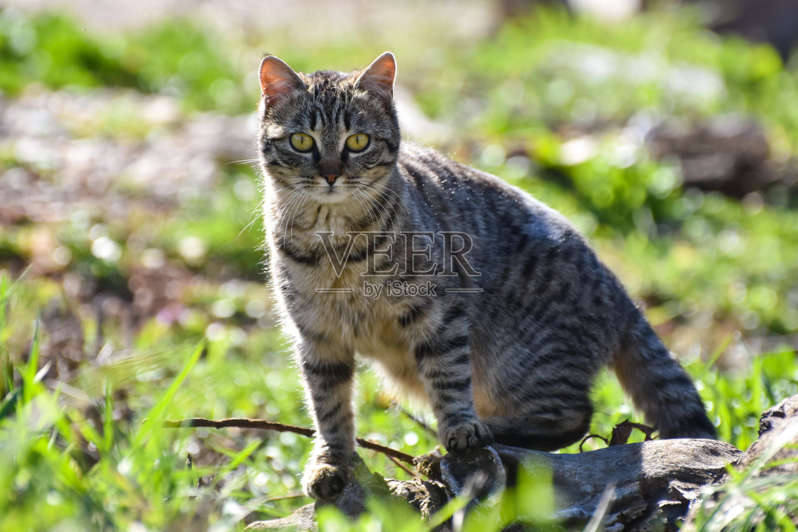 早晨阳光下美丽的家猫照片摄影图片