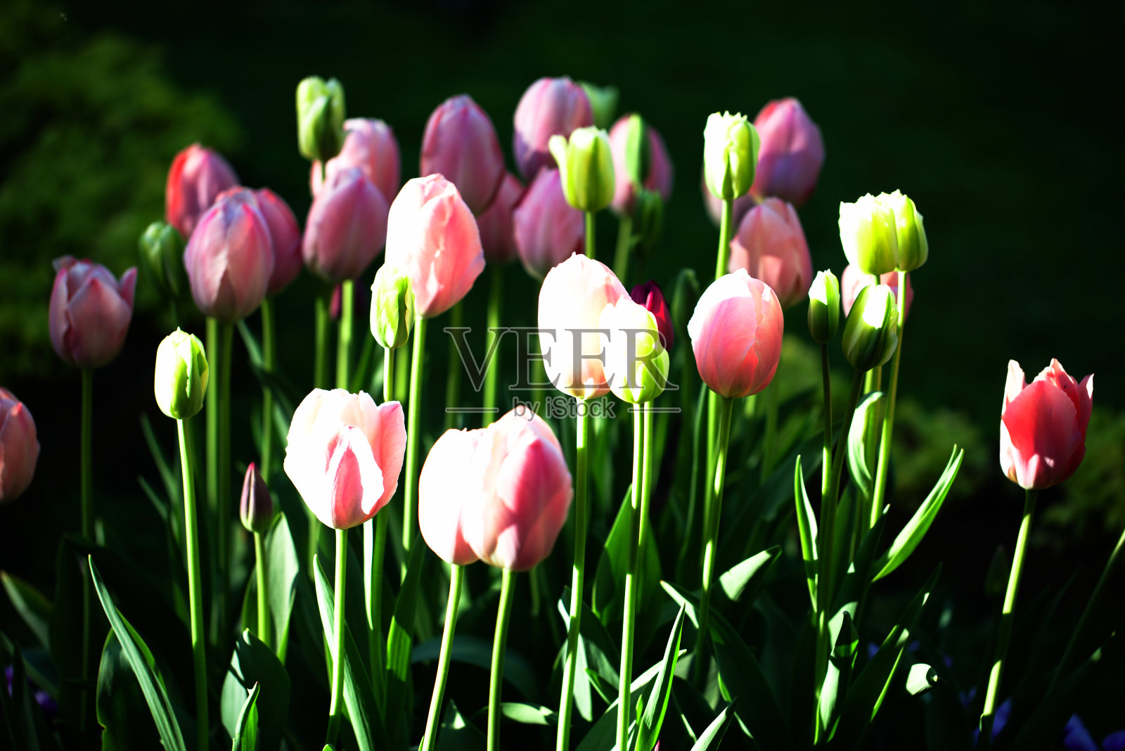 美丽的郁金香花坛在温暖的春天，户外公园照片摄影图片