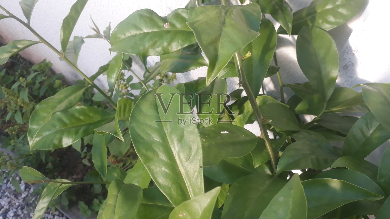 或者是绿色的叶子照片摄影图片