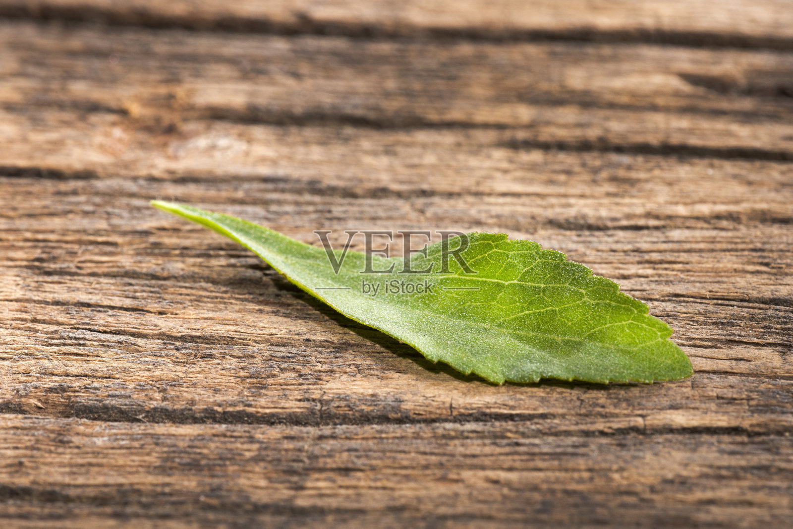 甜菊叶。文本空间照片摄影图片