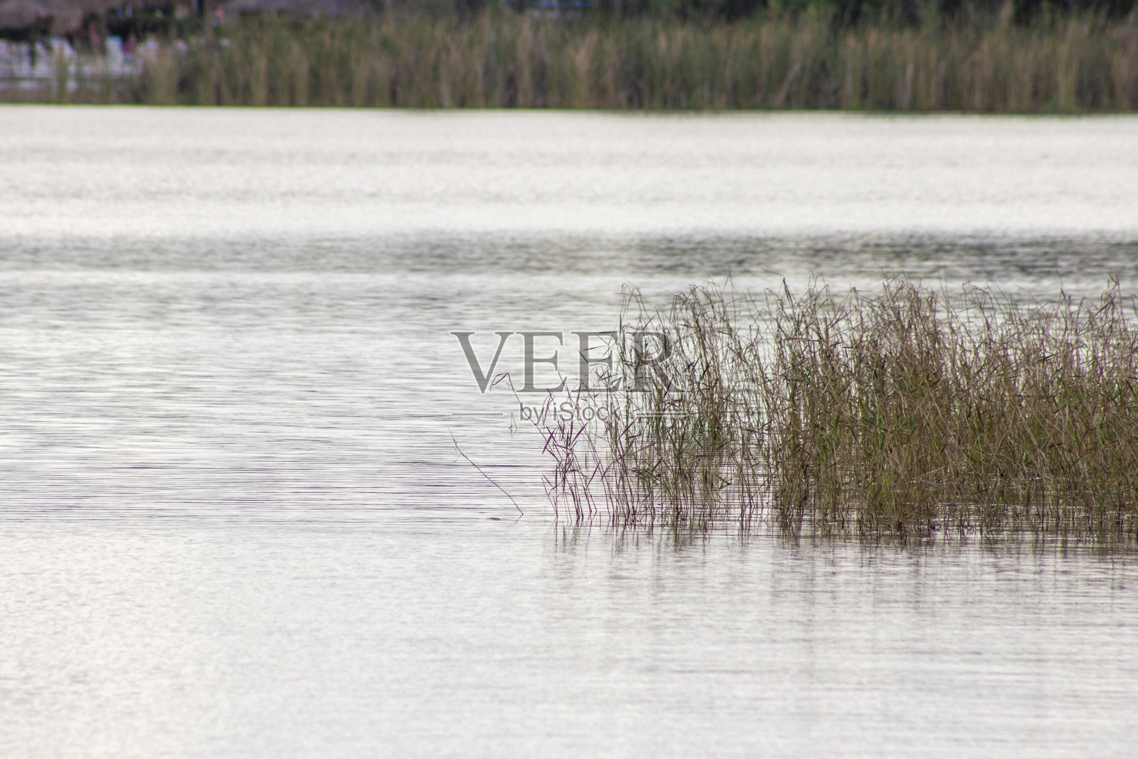 冰冷的湖面上长满了青草照片摄影图片