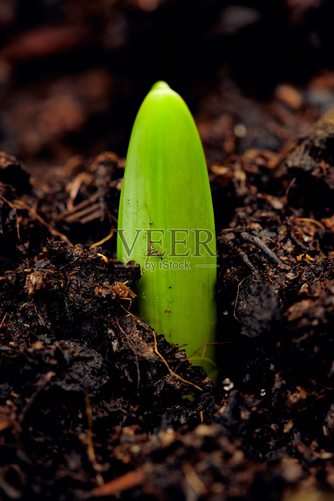 水仙冰愚蠢照片摄影图片