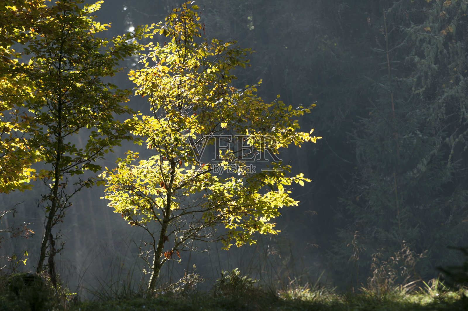 伍兹在背光照片摄影图片