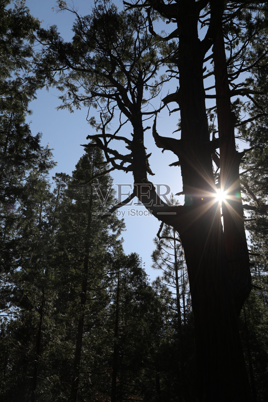 阳光在树后照片摄影图片