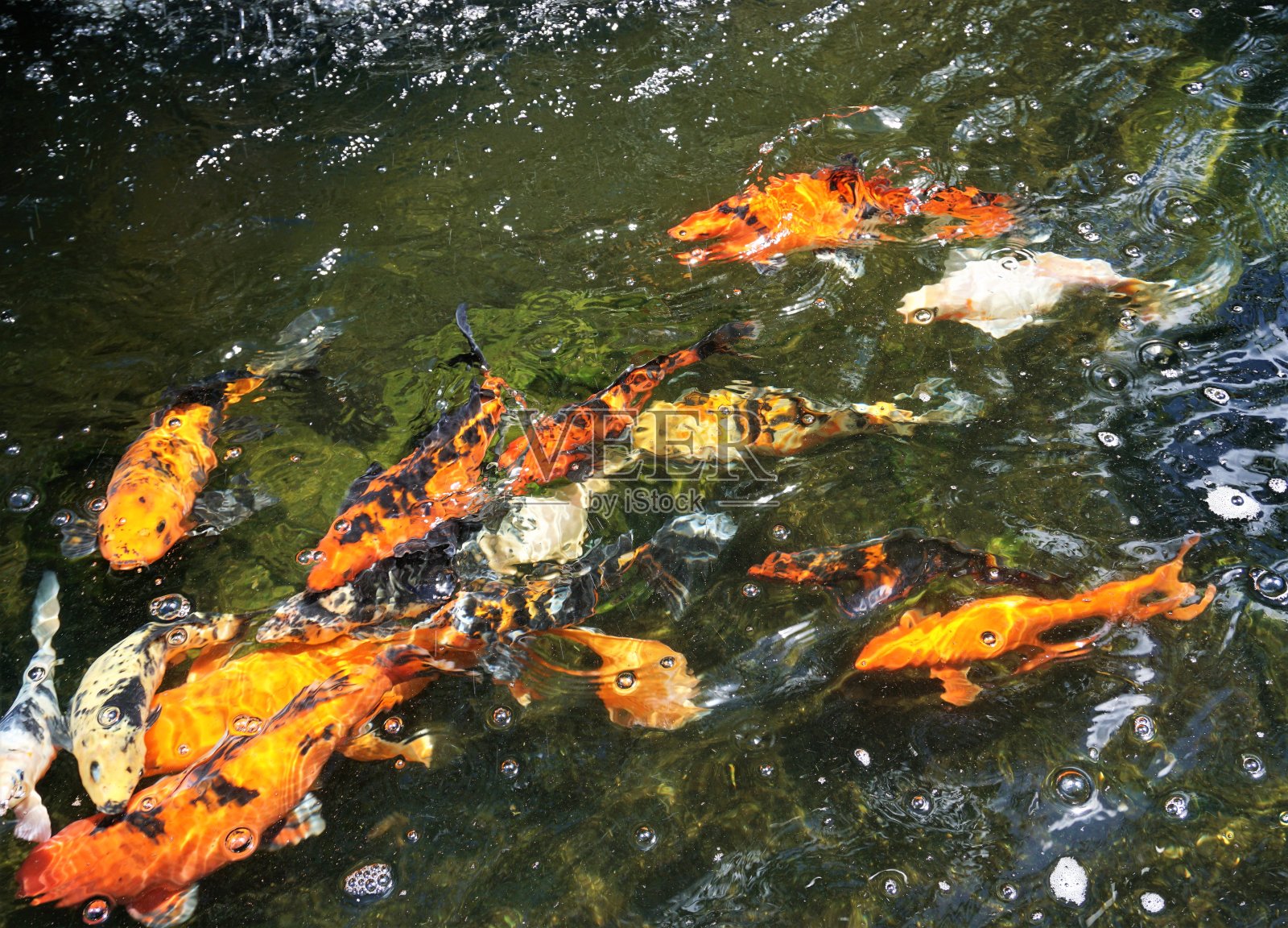 池塘里的锦鲤照片摄影图片