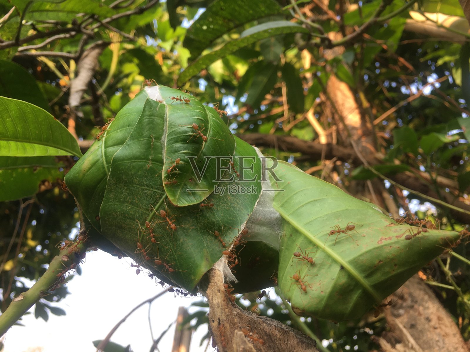红蚂蚁在芒果树上筑巢照片摄影图片