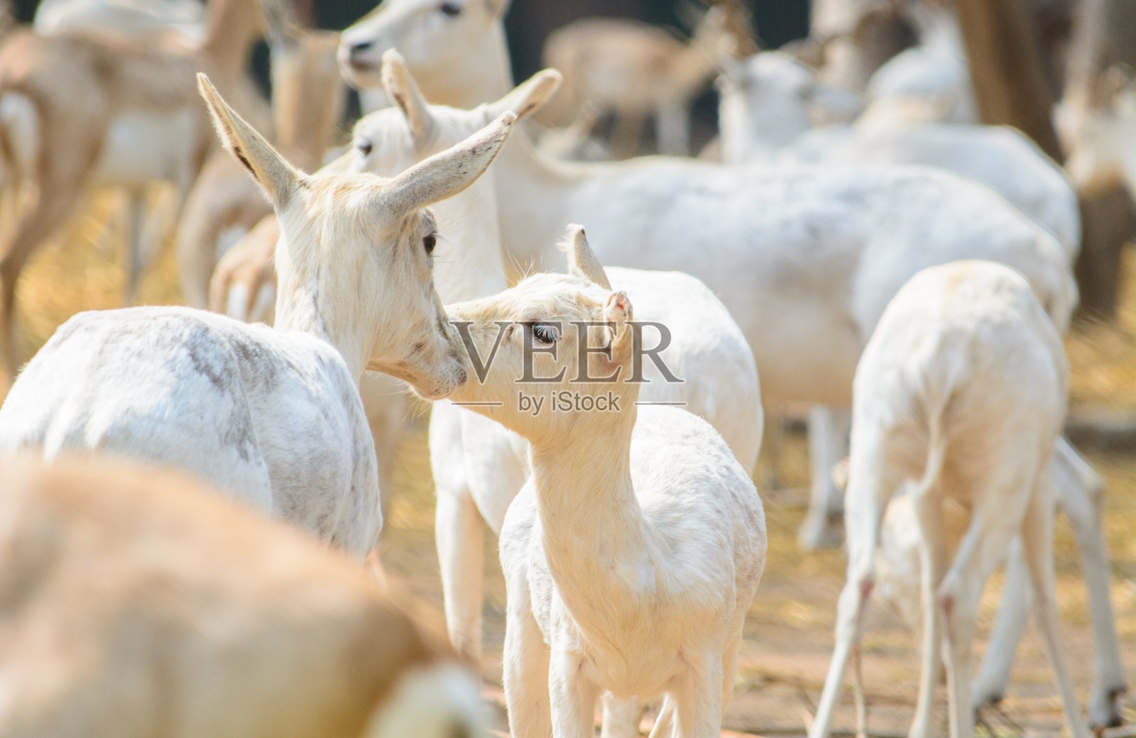 爱情就在丛林里。照片摄影图片