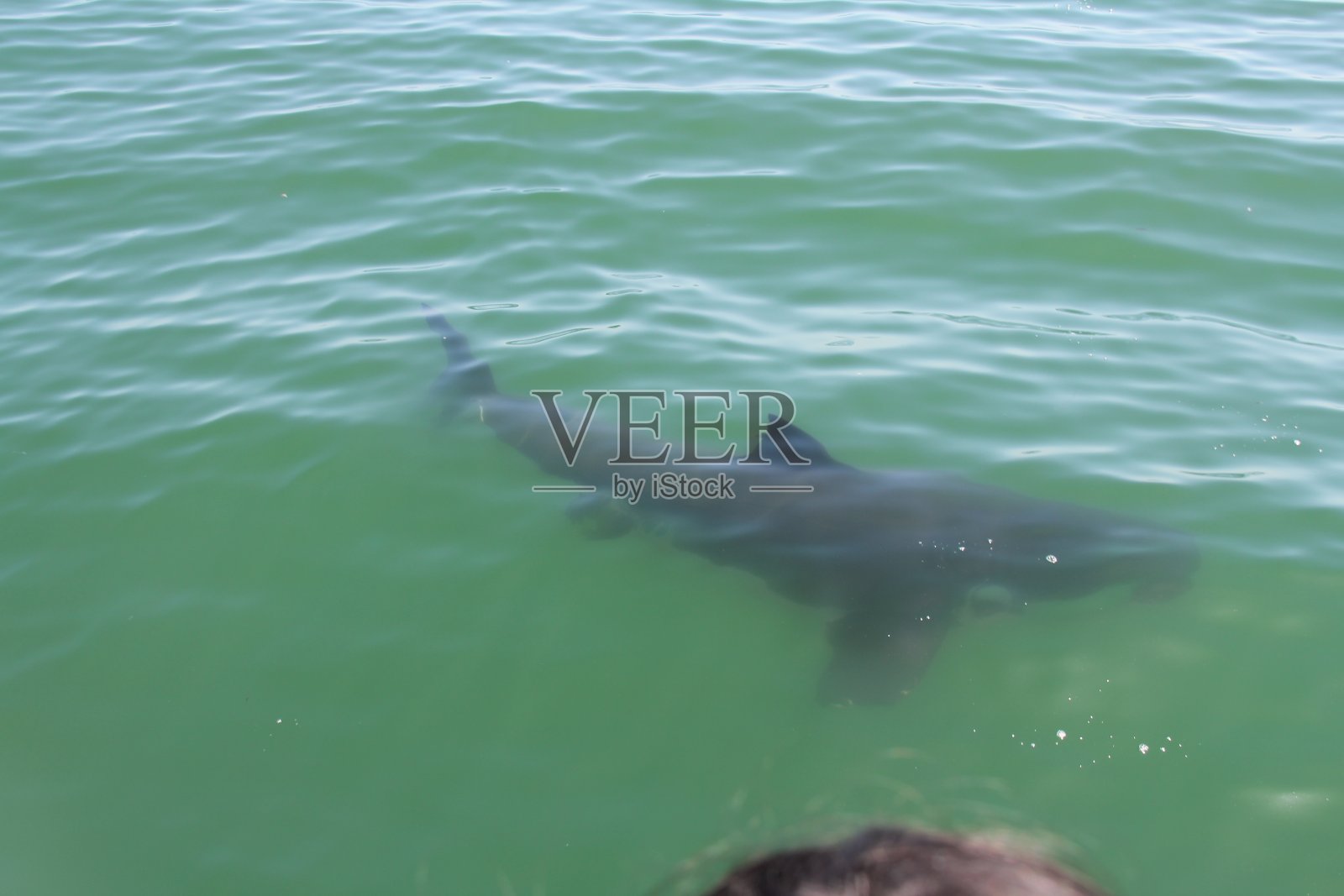 鲨鱼在水下游泳-近景照片摄影图片