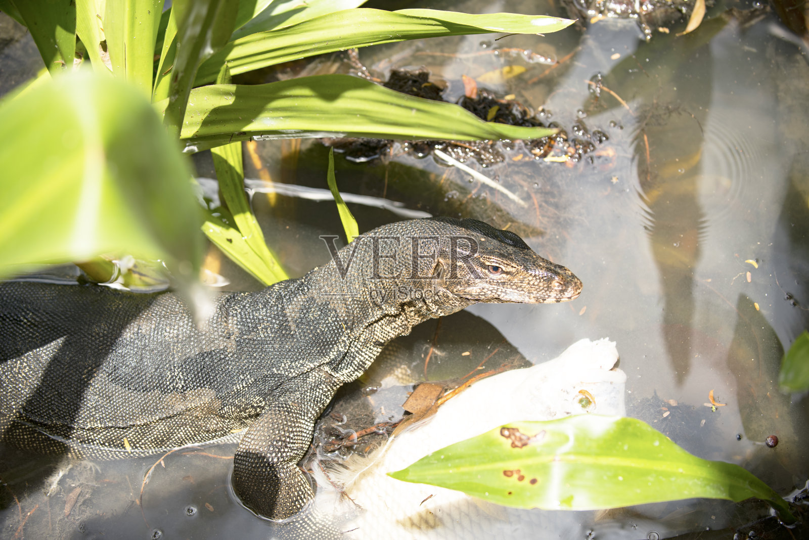 巨蜥捉鱼照片摄影图片
