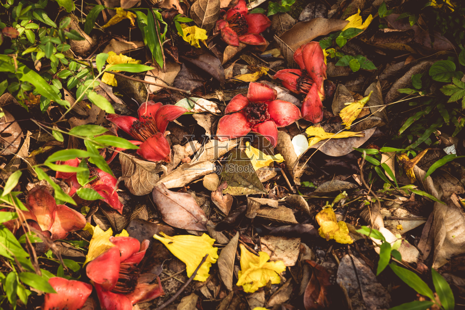 红色木棉和黄色手花在春天落花照片摄影图片