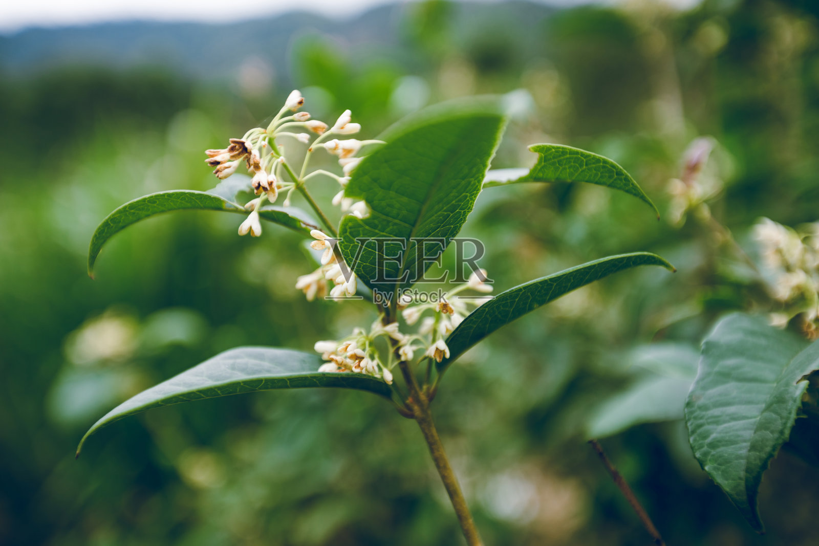 近距离的桂花照片摄影图片