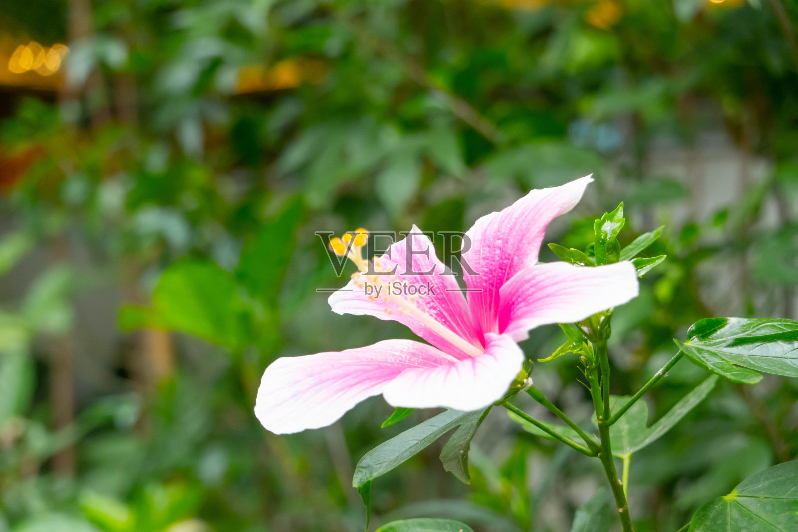 木槿花或月季花的特写照片摄影图片