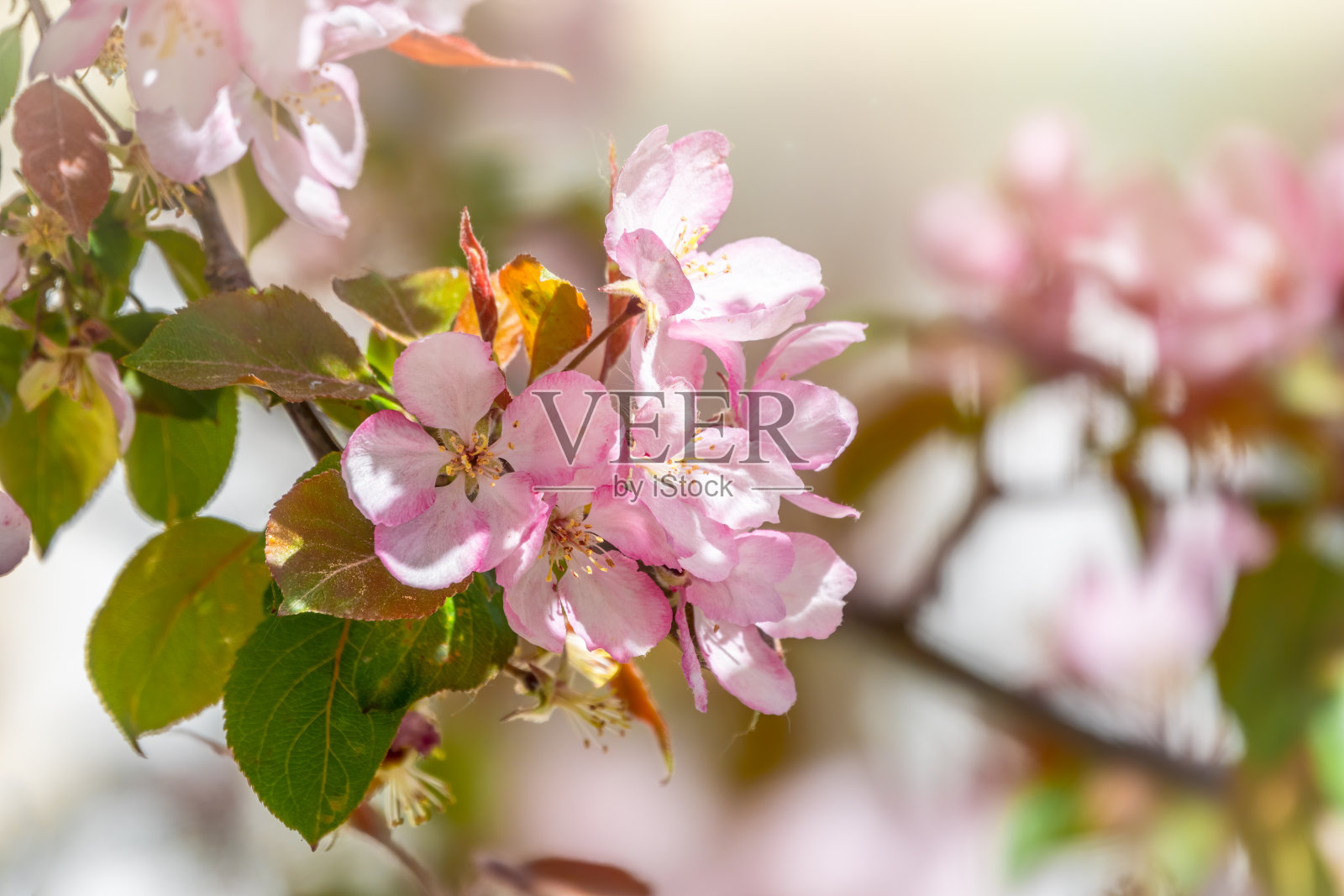 在夕阳的照耀下，一棵盛开的苹果树开着新鲜的白色和粉红色的花照片摄影图片