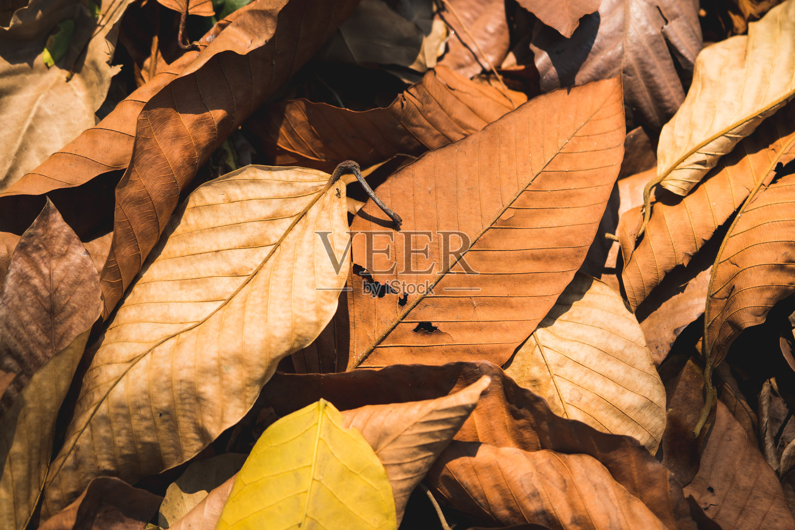 摘要干叶结构照片摄影图片