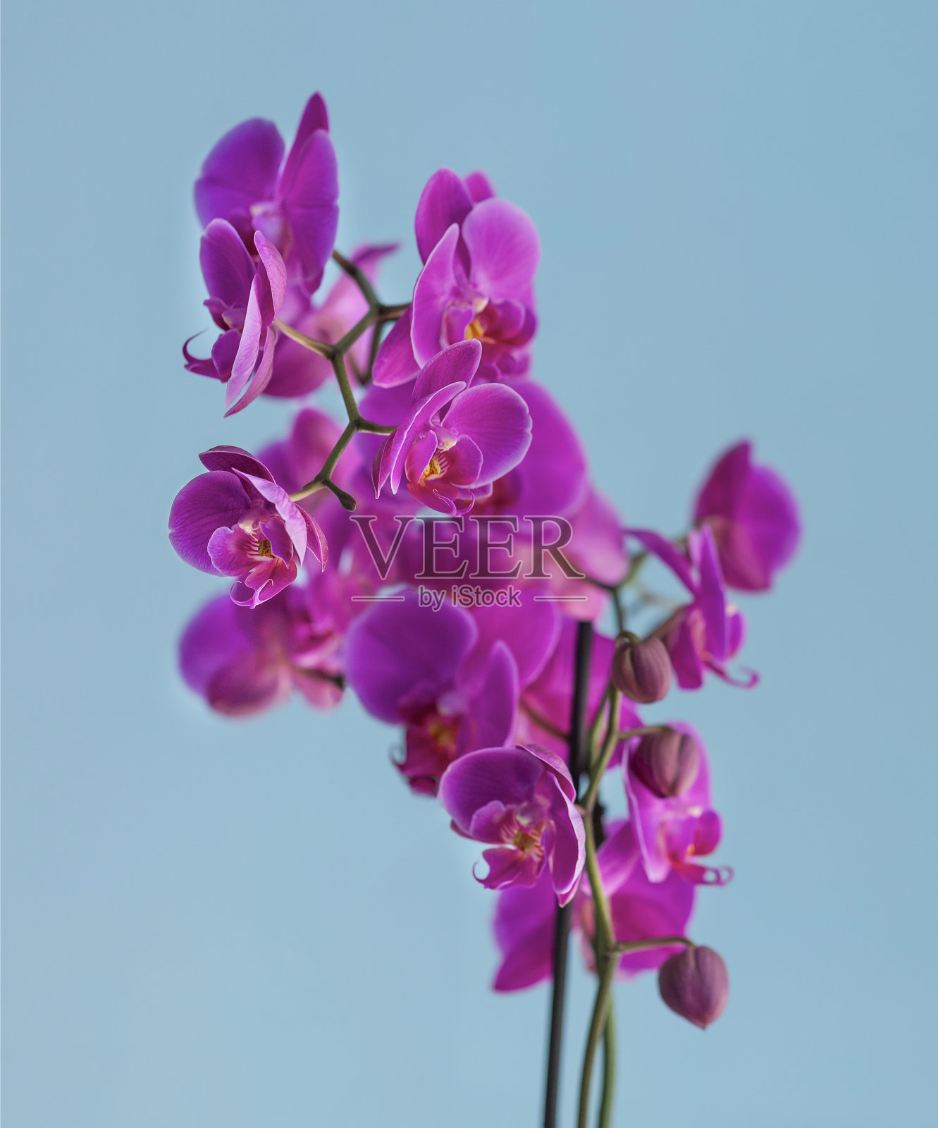 粉色，婚礼，婚礼请帖，复制空间，边框，紫兰花花，蝴蝶兰花照片摄影图片