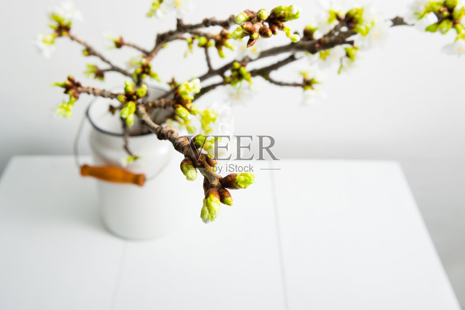 旧牛奶罐里的樱花照片摄影图片