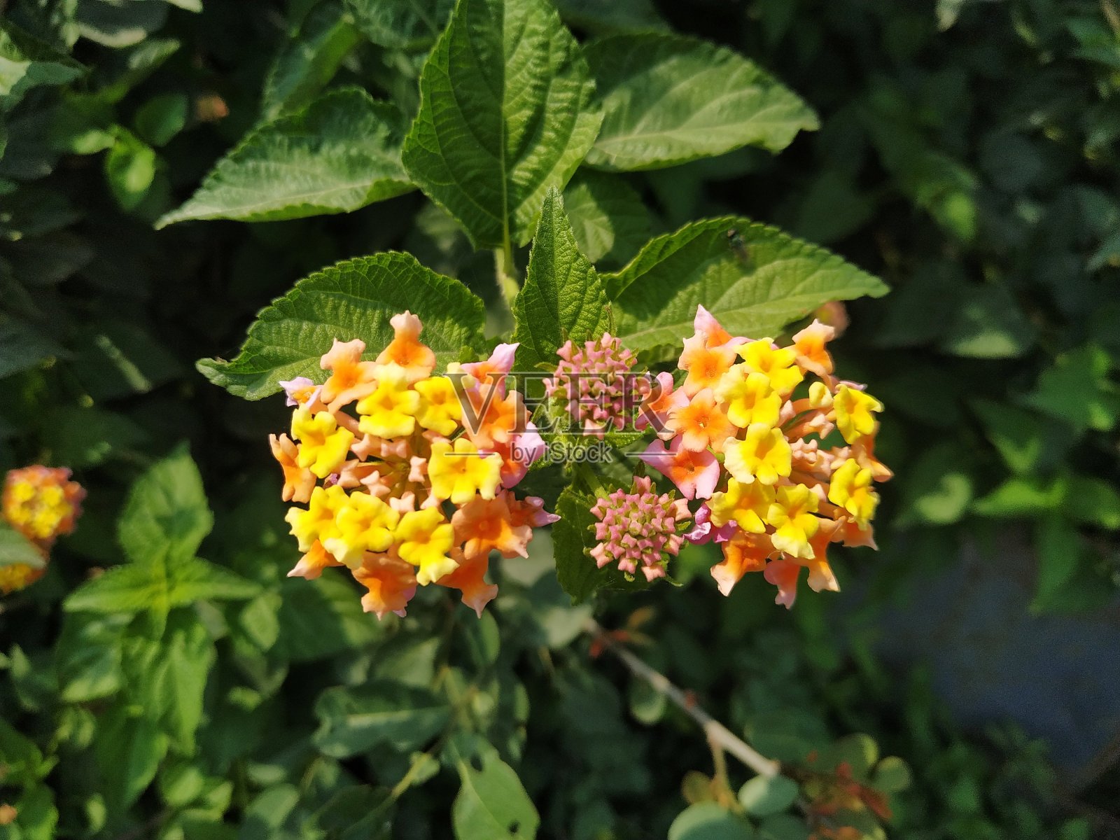 亮黄色的花生长在花园里。尼泊尔照片摄影图片