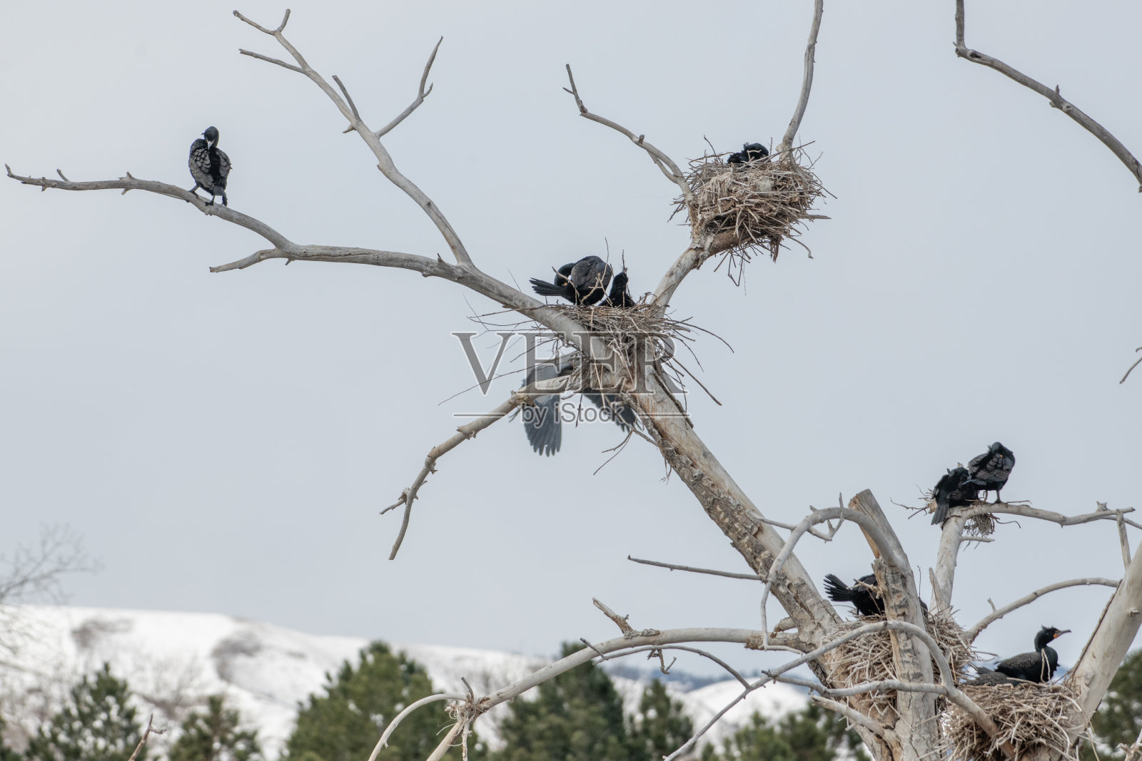 鸬鹚栖息在美国西部筑巢的树上照片摄影图片