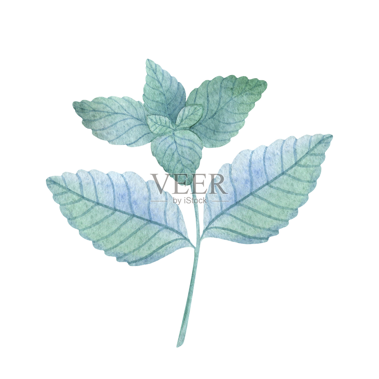 新鲜油漆的薄荷枝孤立在白色的背景插画图片素材