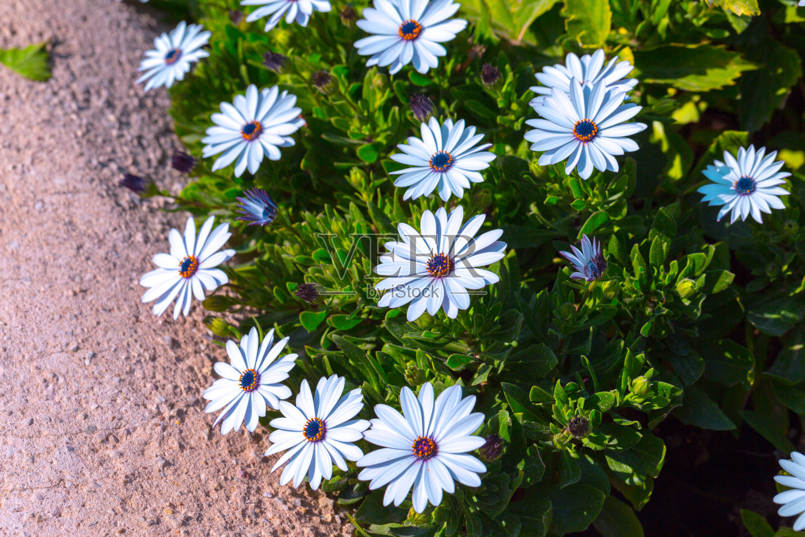 美丽的骨草开花灌木。白色的花瓣在浅深的田野中绽放。它们被称为雏菊花丛或非洲雏菊，南非雏菊和开普敦雏菊。照片摄影图片
