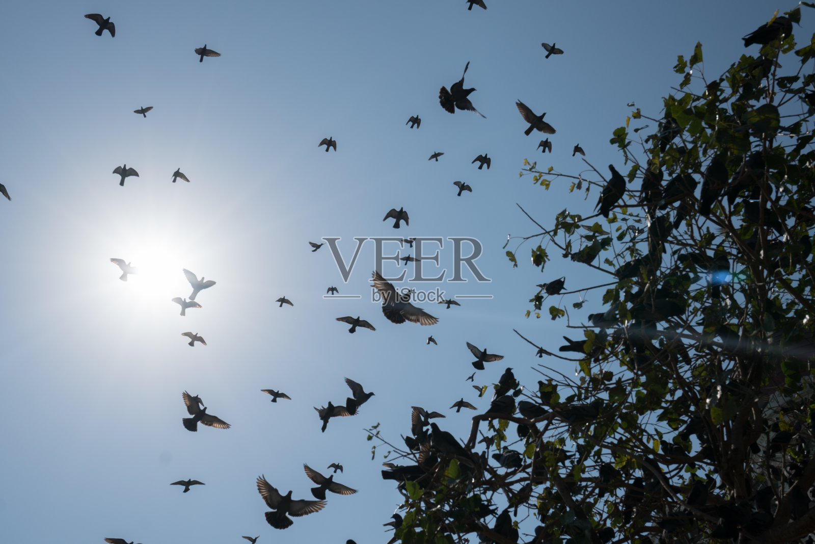 树上有一群鸽子照片摄影图片