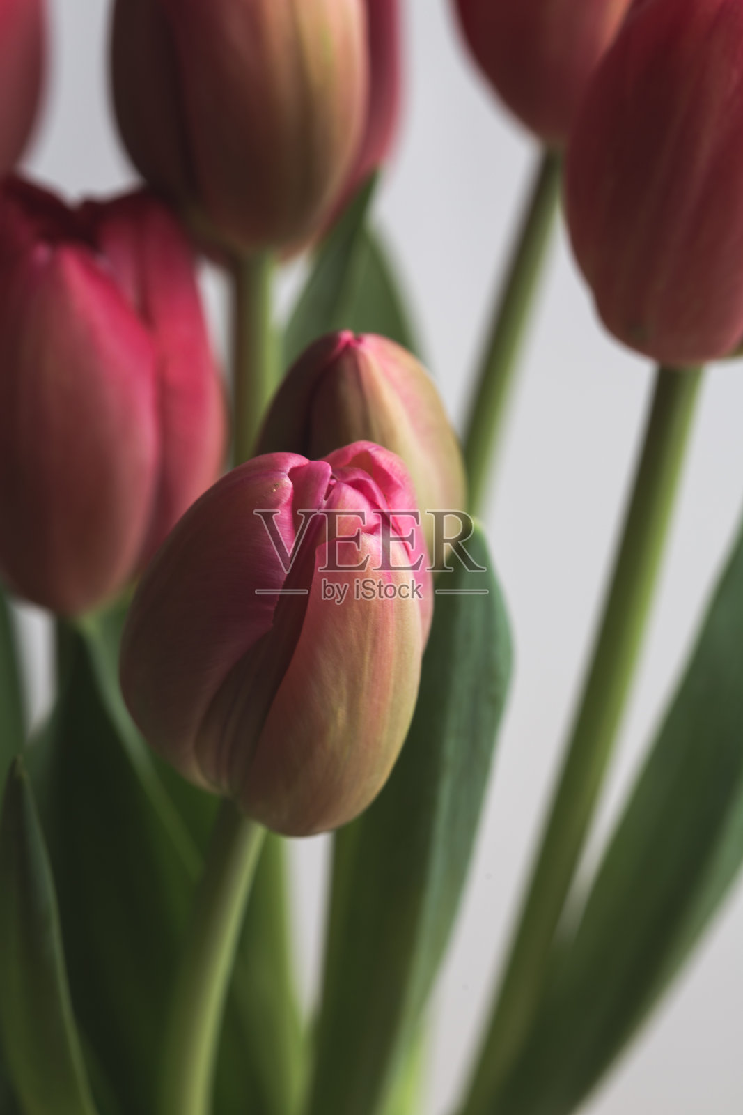 粉红色的郁金香花在白色的背景上盛开照片摄影图片