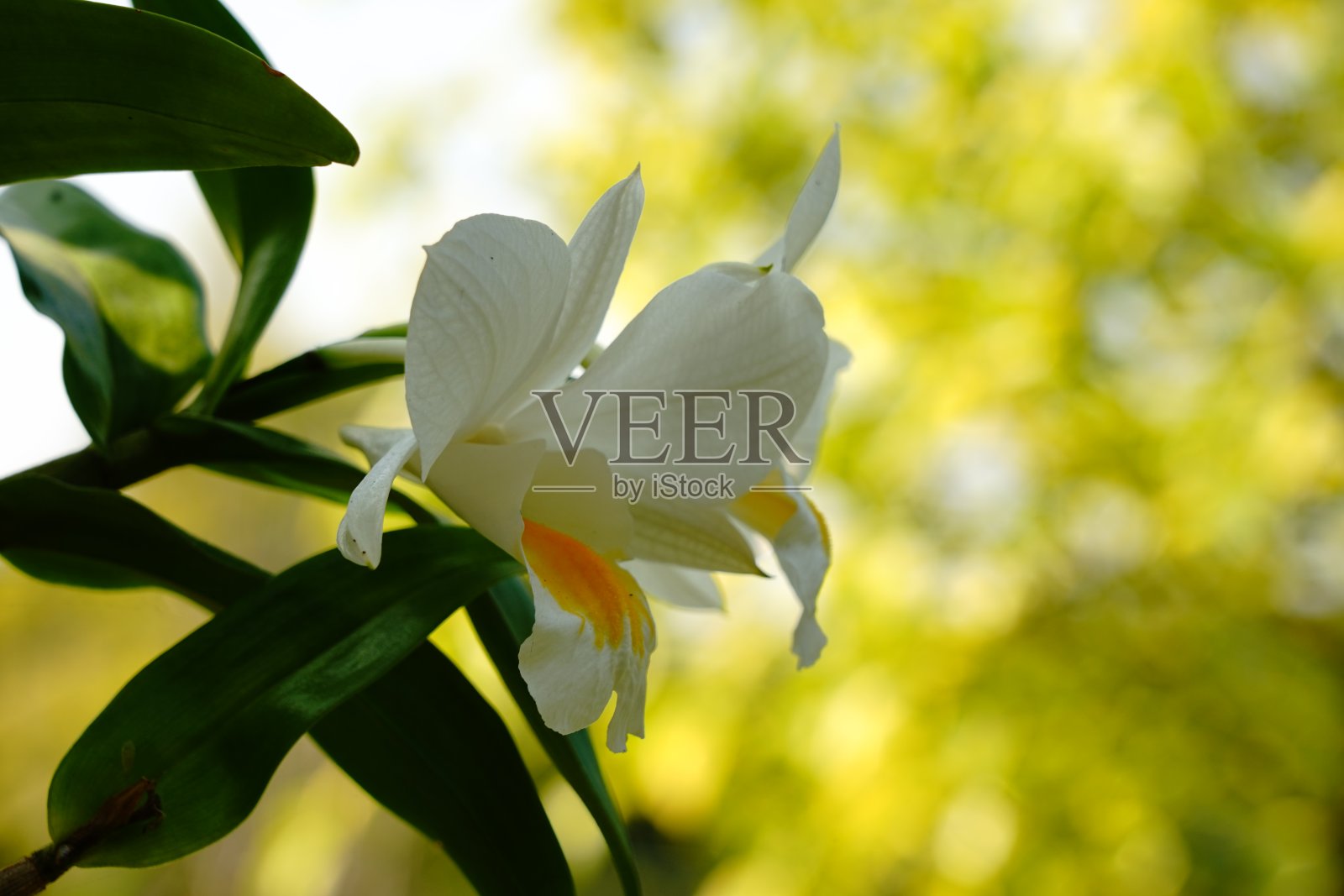 美丽的白兰，公园里的石斛照片摄影图片