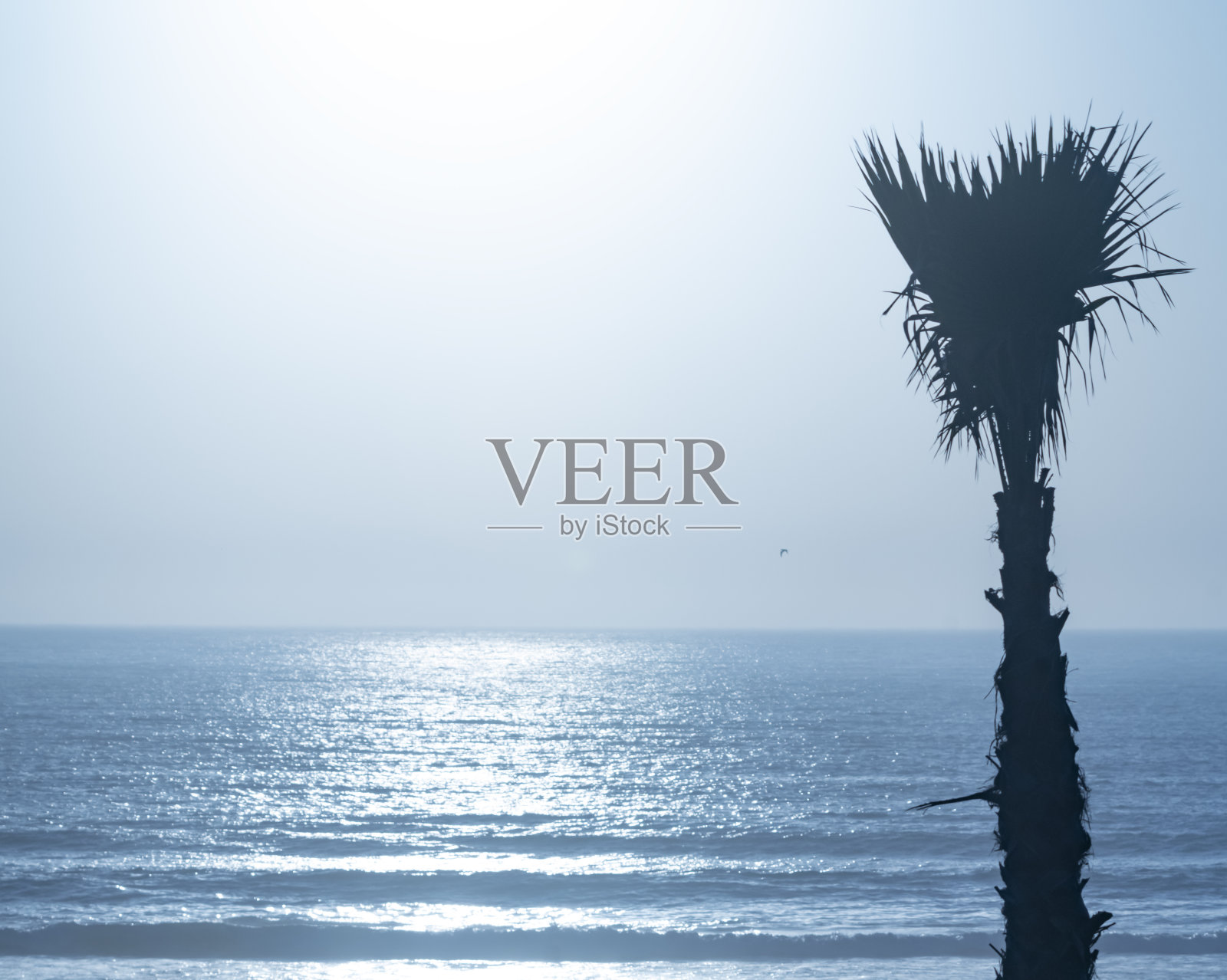 Taghazout的一棵棕榈树照片摄影图片