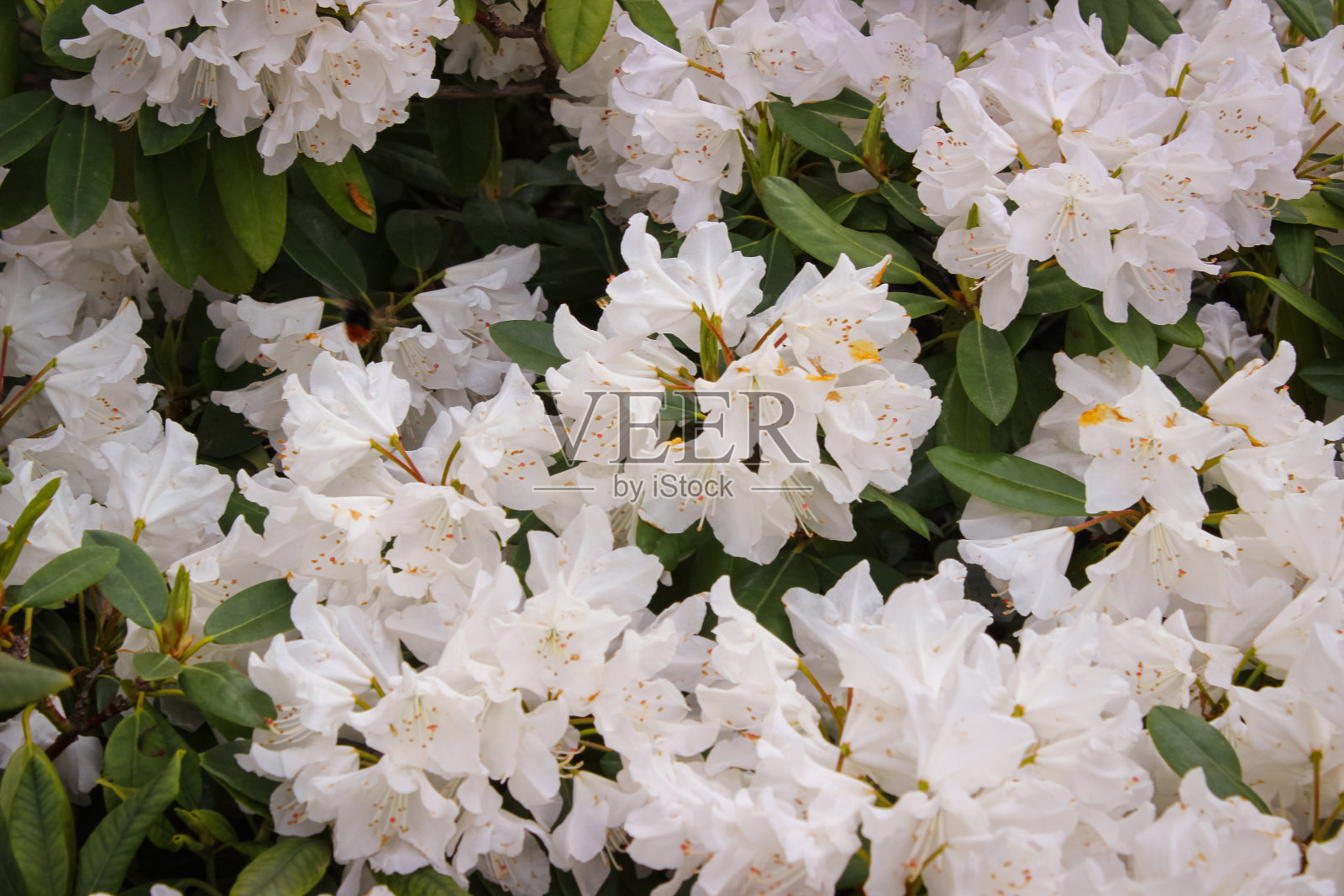 春天很美丽的开花灌木照片摄影图片