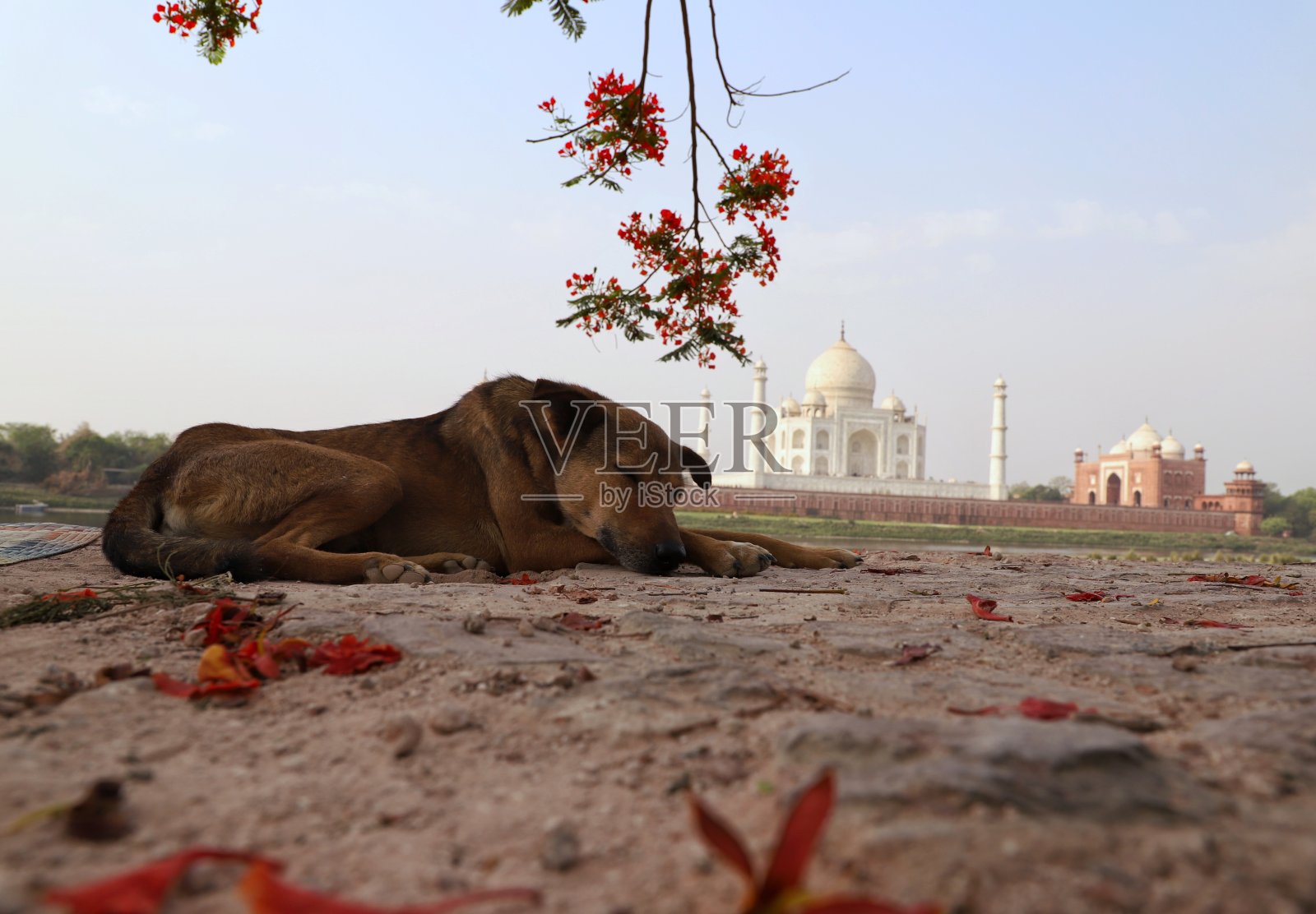 狗和泰姬陵照片摄影图片